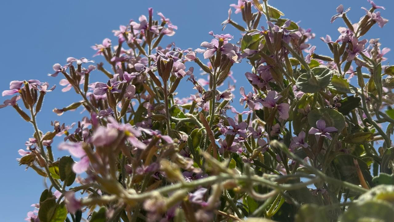 الزلة البنفسجية