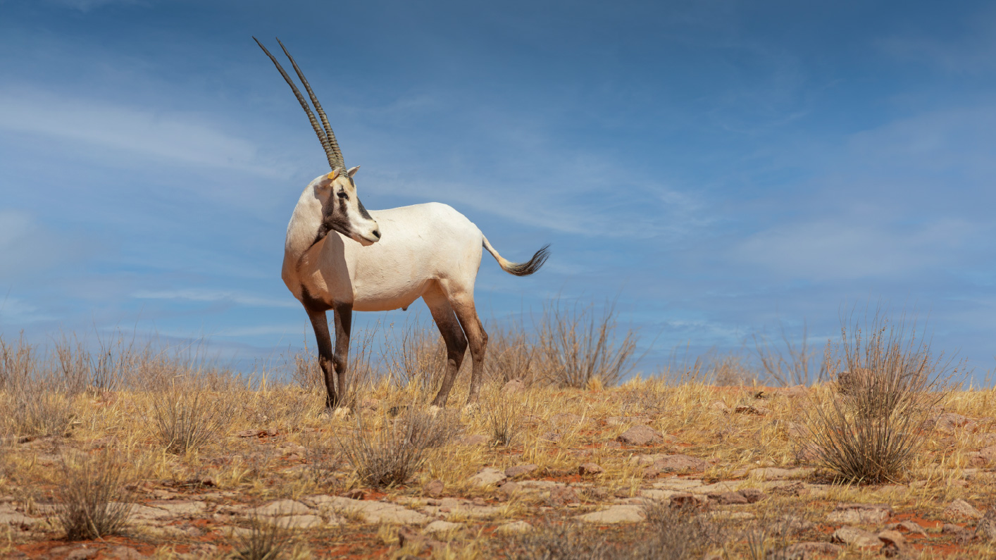 المها العربي