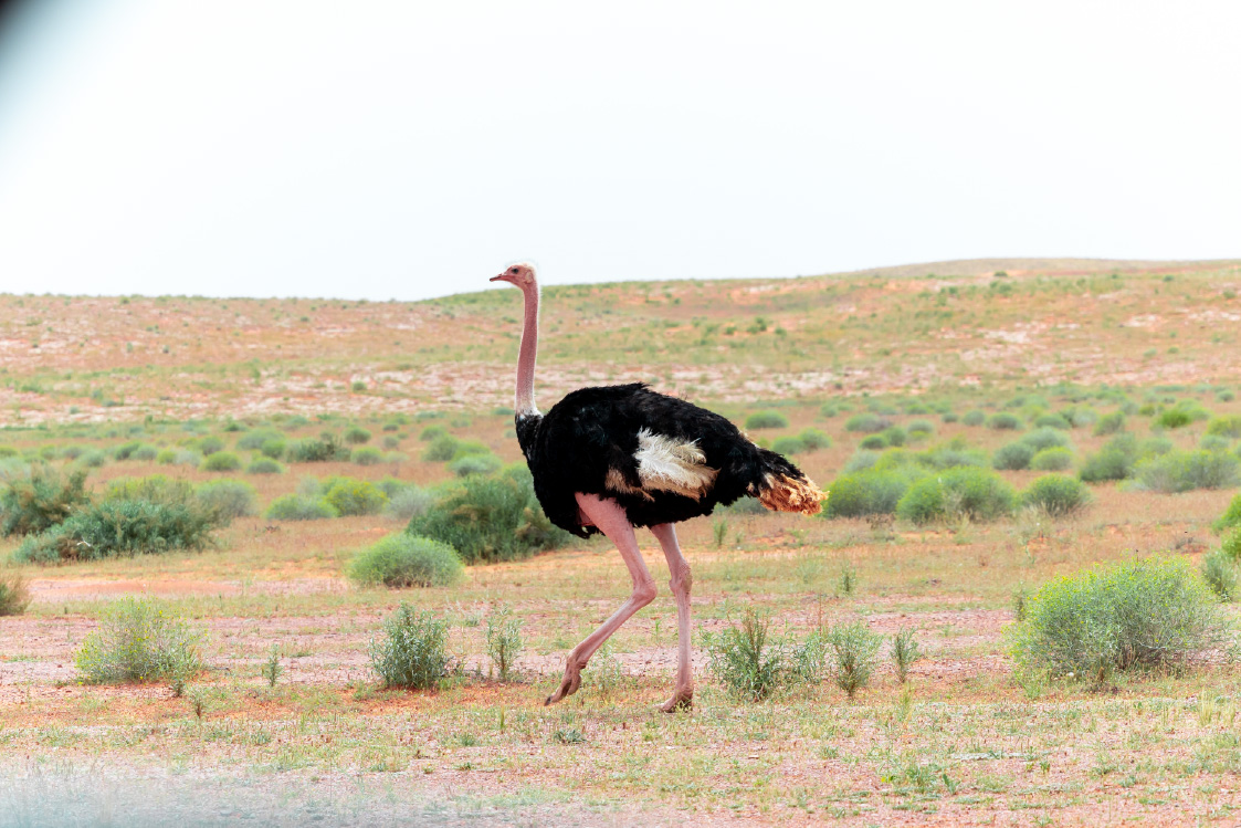 النعام ذو الرقبة الحمراء
